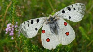 Aizkorri Aratz Mariposa Murcielagos